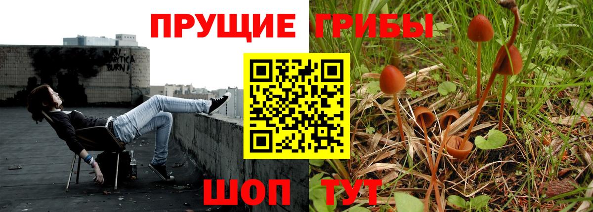 Псилоцибиновые грибы Psilocybe Курск